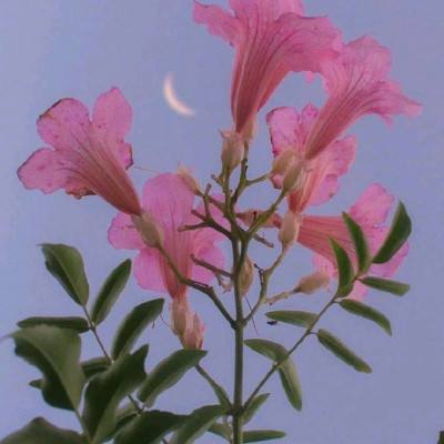 九游幻想神姬手游下载